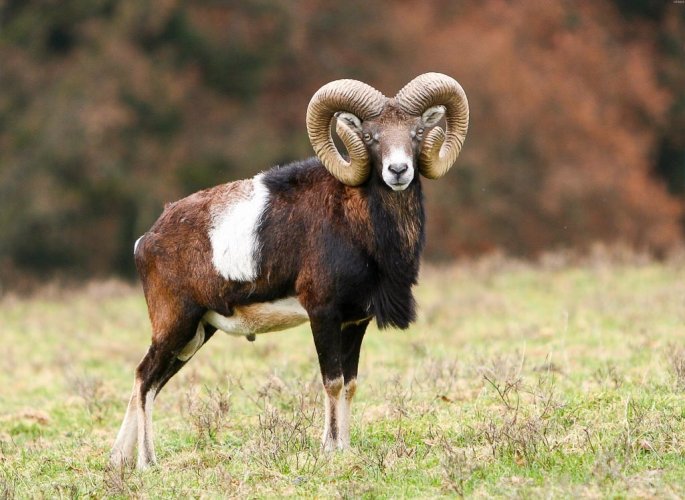 European-Mouflon.jpg