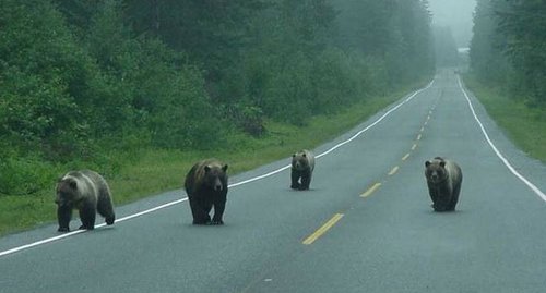 alaska street gang1.jpg