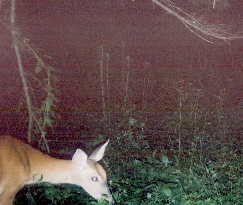 deer cam.jpg