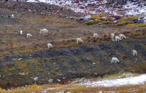 Lambs and Ewes.JPG