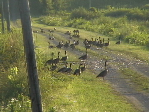 road geese.jpg