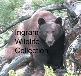 ingramwildlife.jpg