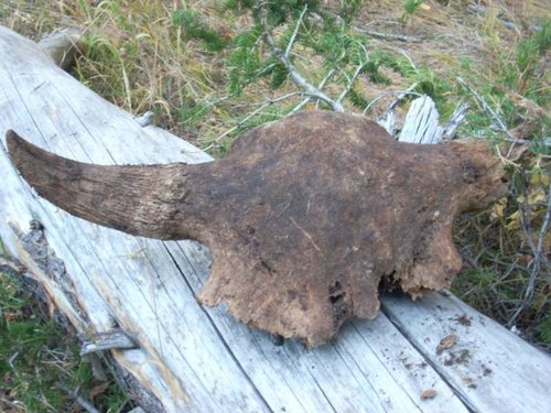 Old Buffalo Skull small.jpg