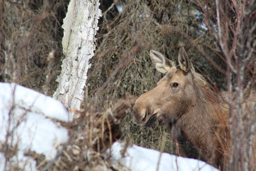 cow moose.JPG