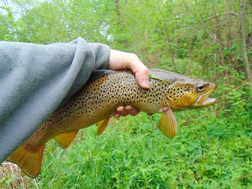 15 in. Brown Trout North Fork Clam River.JPG