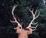 7x7antler.jpg