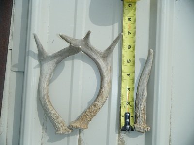 horns 002.JPG