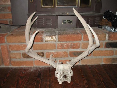 challisbuck.jpg