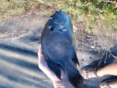 Bluegill.jpg