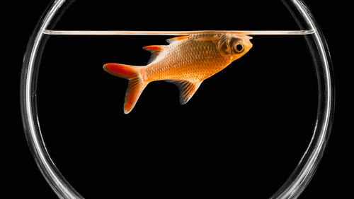 goldfish-5be9ea5ec9e77c0052ea141d.png