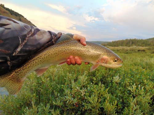 16 in. Rainbow Trout Taylor Fork.JPG