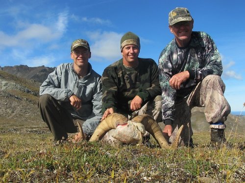 dall sheep 2.jpg