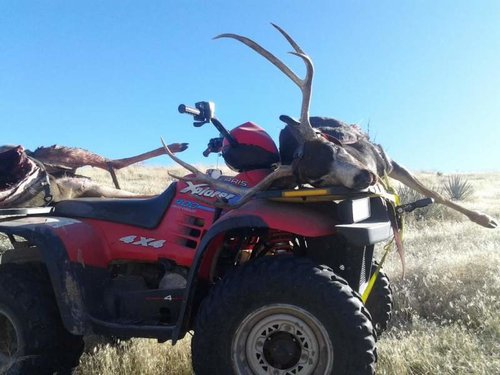 2011 NV Dave's Deer.jpg