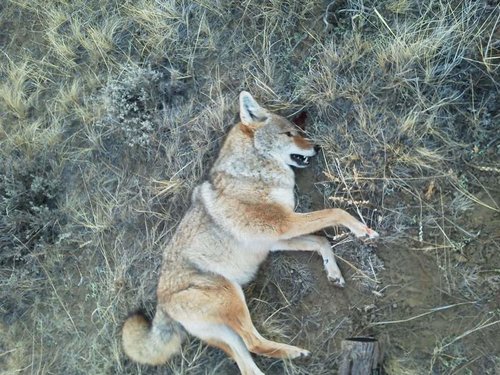 wyocoyote.jpg