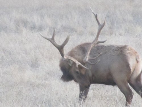 east park tule elk 009 (800x600).jpg