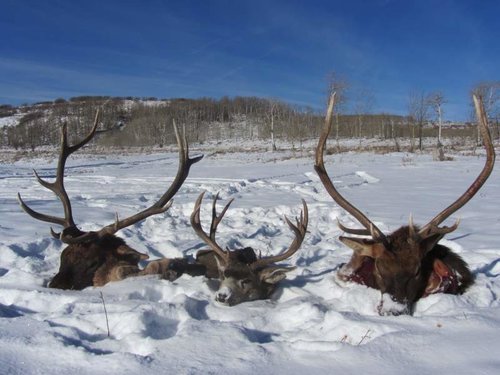 colorado deer hunt 2011 019.jpg