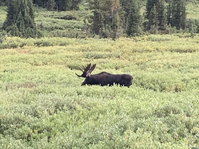 Moose Score Sheet Is Complete Page 2 Hunt Talk