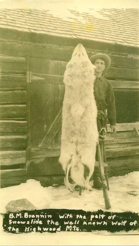 Old time wolf photo.jpg