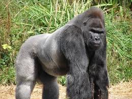 Silverback gorilla on all fours.jpg