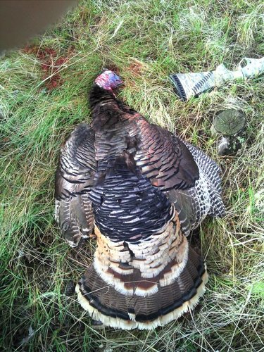 Black Hills Turkey 017.jpg