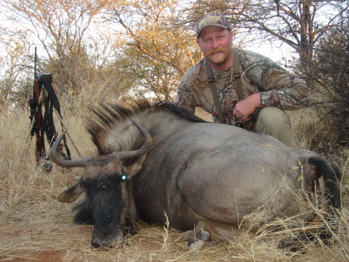 D9 Cow Blue Wildebeest.JPG