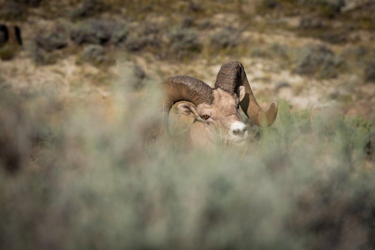 Bighorn-10.jpg