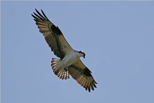 Osprey1.jpg