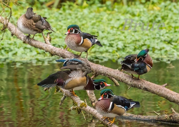 Wood duck December 2021 a-9380.JPG