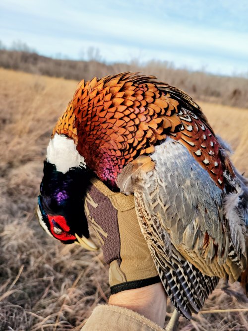 20211227 Pheasant in hand.jpg