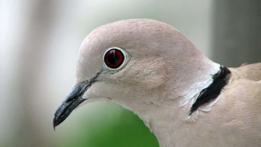 Collared_Dove_-upper_body_profile-82.jpg