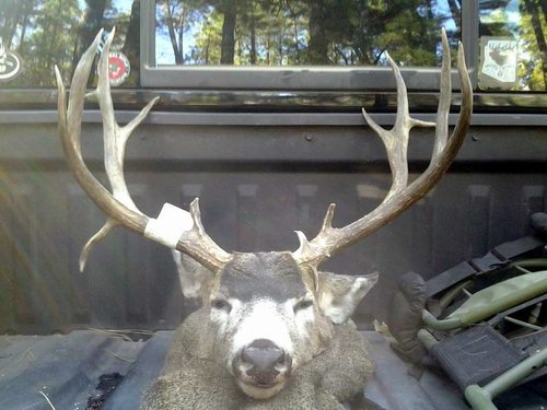 2012 kaibab muley.jpg