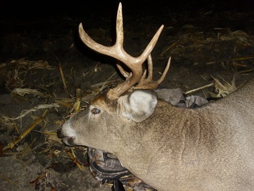 MN buck 2012 compressed.jpg