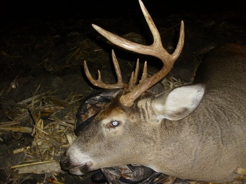 MN buck 2012 compressed 2.jpg