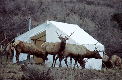 elk.jpg