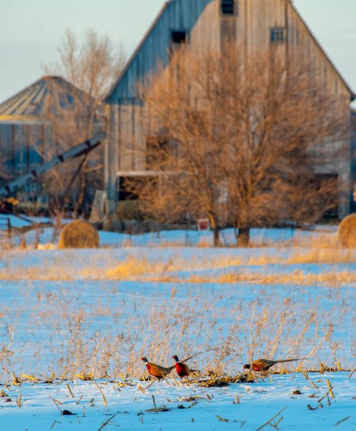 Pheasant with Barn.jpg