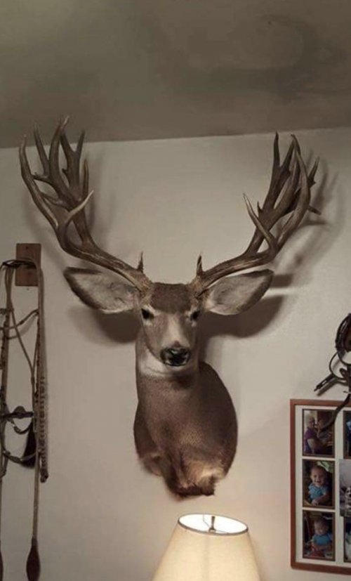 Planning For An Eastern Montana Mule Deer Hunt | Page 12 | Hunt Talk