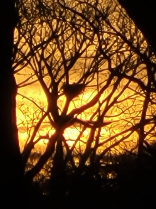 20220411 Eagle nest on Raccoon River Greene County.jpg