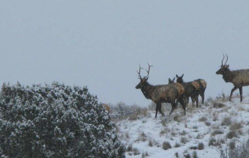 Four Mile elk 08 004.jpg