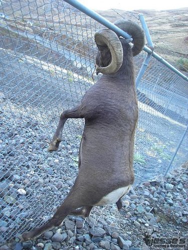 bighorn_sheep.jpg