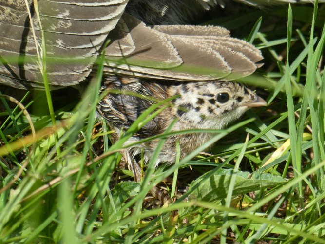 Grouse chick.JPG