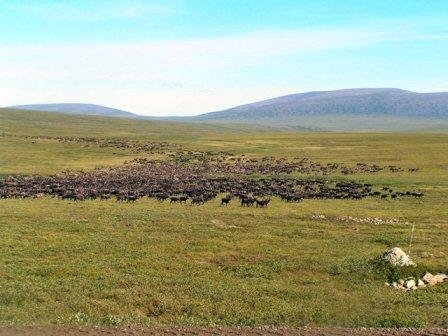 Caribou Herd2.JPG