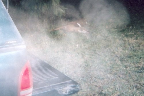 truck&deer.jpg