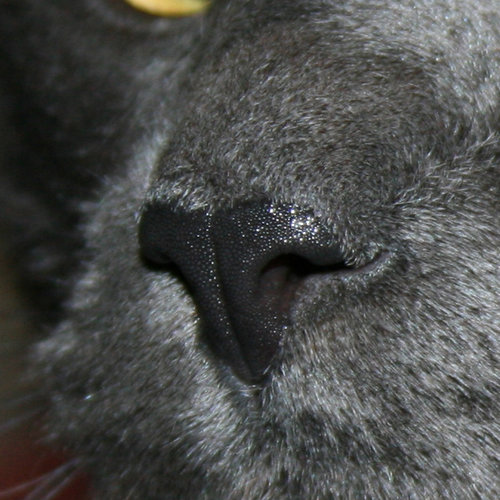 closeup.jpg