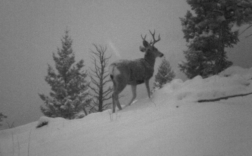 Deer trailcam.png