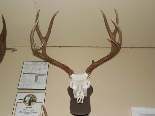 2012 Rifle Muley.JPG