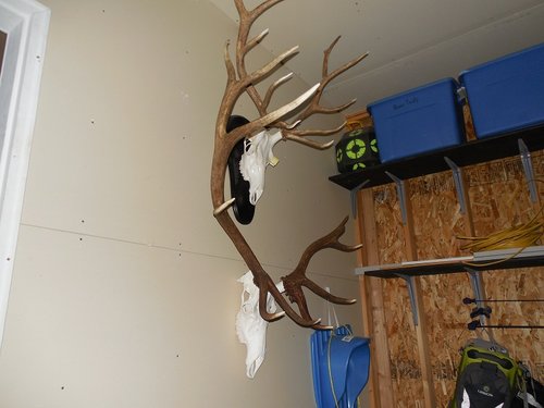 2012 Rifle Elk.JPG