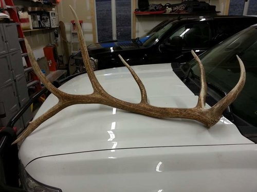 20130429_antler1.jpg