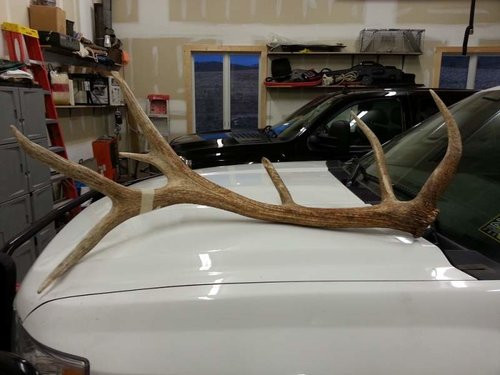 20130429_antler2.jpg