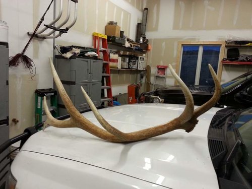 20130429_antler4.jpg