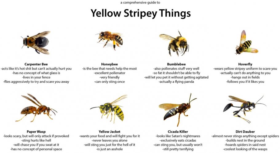 yellow-stripey-things.jpg